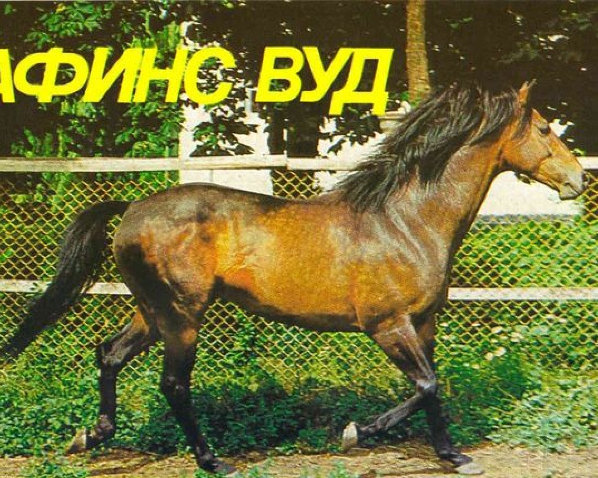 stallion Athens Wood xx (Thoroughbred, 1968, from Celtic Ash xx)