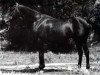 stallion Gerodot xx (Thoroughbred, 1983, from Athens Wood xx)
