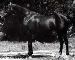 stallion Gerodot xx (Thoroughbred, 1983, from Athens Wood xx)