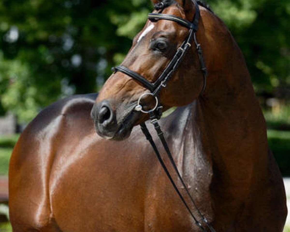 stallion Gluosnis xx (Thoroughbred, 1996, from Gerodot xx)