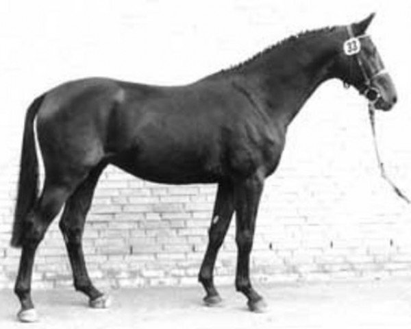 stallion Salazar (Trakehner, 1988, from Baron)