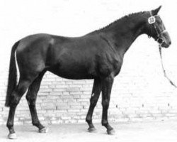 Deckhengst Salazar (Trakehner, 1988, von Baron)