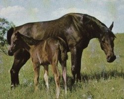 broodmare Schwalbe (Trakehner, 1952, from Totilas)