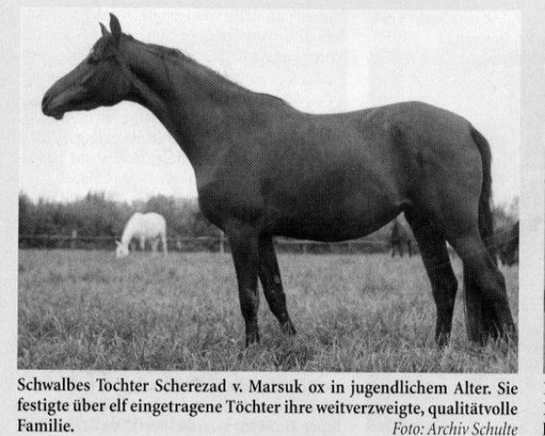 broodmare Scherezad (Trakehner, 1968, from Marsuk ox)