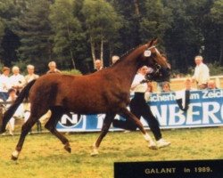 Zuchtstute Galante V (Trakehner, 1977, von Lucado)