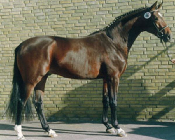 horse Guy Laroche (Trakehner, 1989, from Michelangelo)