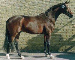 Deckhengst Guy Laroche (Trakehner, 1989, von Michelangelo)