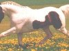 stallion Makar (German Warmblood, 1987, from Szaser)