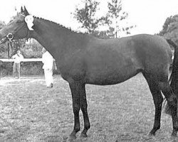 broodmare Kanconette (Trakehner, 1976, from Flaneur)