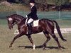 stallion Viktoria's Chirac (German Riding Pony, 1988, from Constantin)