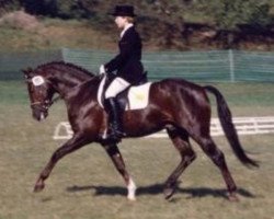 Deckhengst Viktoria's Chirac (Deutsches Reitpony, 1988, von Constantin)