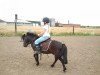 dressage horse Thaddeus (Shetland Pony, 2005)