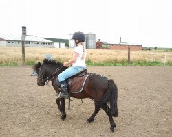 Dressurpferd Thaddeus (Shetland Pony, 2005)