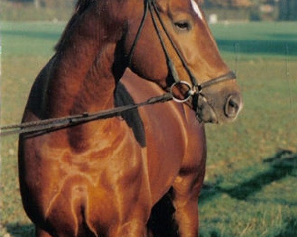 stallion Walzerklang (Trakehner, 1985, from Heuriger)