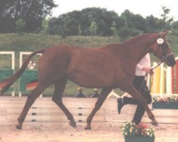 Zuchtstute Nakita (Trakehner, 1990, von Giorgio Armani)