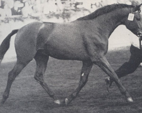 stallion Baron (Trakehner, 1969, from Impuls)