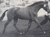 stallion Baron (Trakehner, 1969, from Impuls)