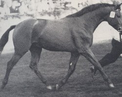 Deckhengst Baron (Trakehner, 1969, von Impuls)