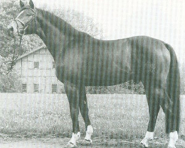 stallion Highnoon (Trakehner, 1979, from Insterruf)