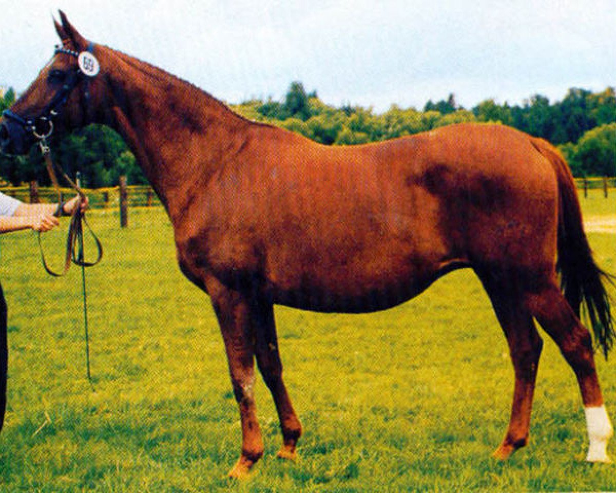 broodmare Shynoon (Trakehner, 1984, from Highnoon)