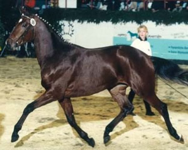 stallion Sabary (Trakehner, 1994, from Sixtus)