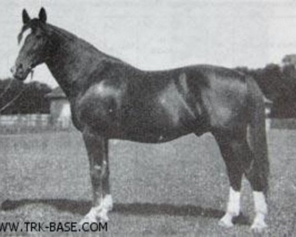 stallion Lichtenstein (Trakehner, 1906, from Obelisk)