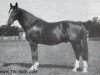 stallion Lichtenstein (Trakehner, 1906, from Obelisk)