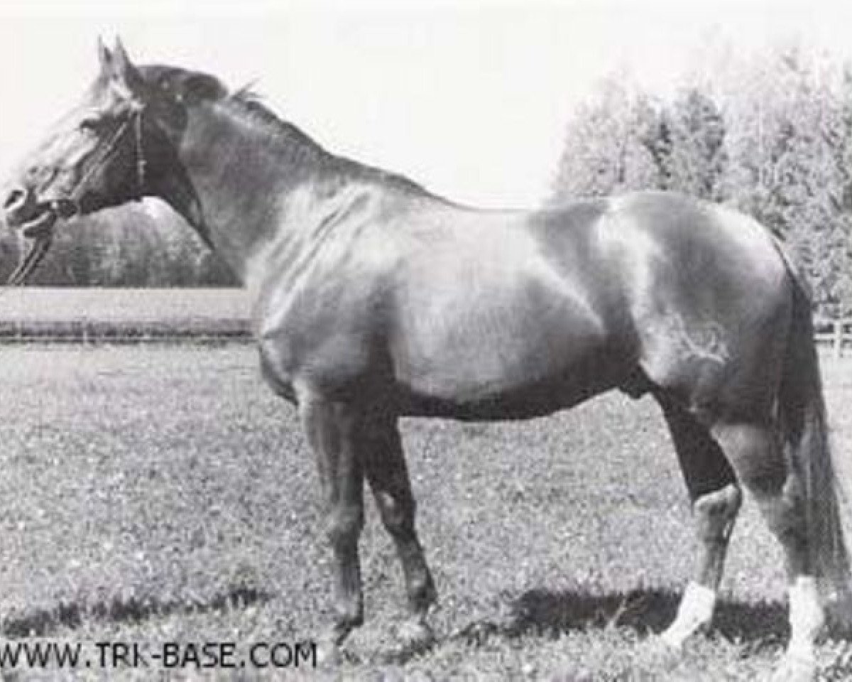 Deckhengst Albatros 3919 (Trakehner, 1935, von Alaskafuchs)
