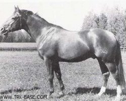 stallion Albatros (Trakehner, 1935, from Alaskafuchs)