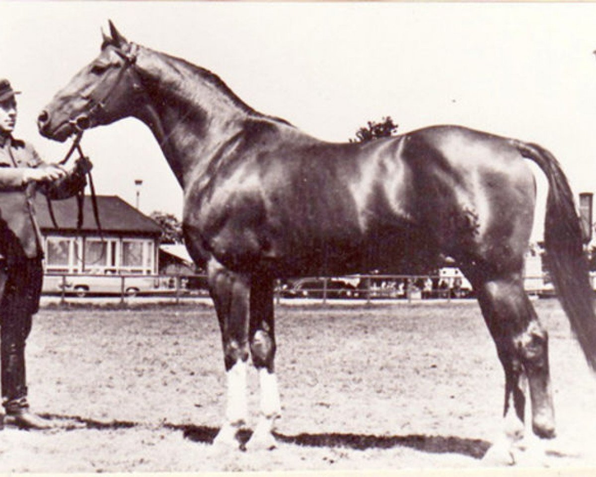 Deckhengst Albatsohn 3108 (Trakehner, 1955, von Albatros 3919)