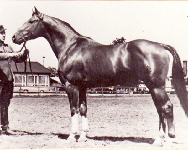 stallion Albatsohn (Trakehner, 1955, from Albatros)