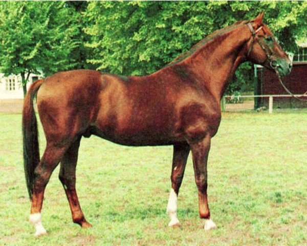 stallion Ovid (Trakehner, 1985, from Atreus)