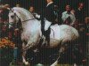 stallion Enim Pascha (Trakehner, 1991, from Zauberklang)