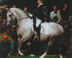 stallion Enim Pascha (Trakehner, 1991, from Zauberklang)