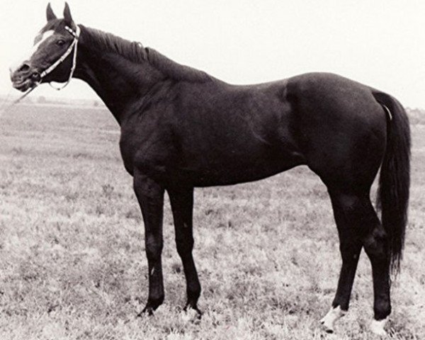 stallion Amiant xx (Thoroughbred, 1979, from Tiron xx)