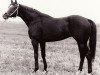 stallion Amiant xx (Thoroughbred, 1979, from Tiron xx)