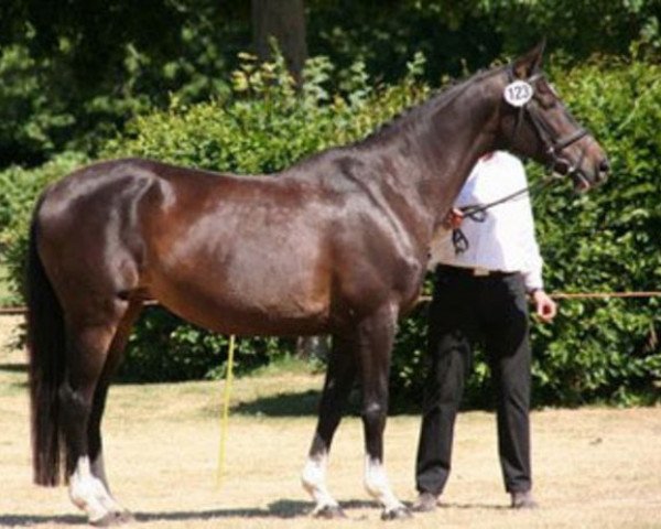 Zuchtstute Isabell XV (Trakehner, 1993, von Tuareg)