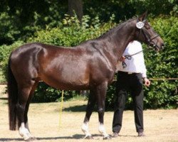 broodmare Isabell XV (Trakehner, 1993, from Tuareg)