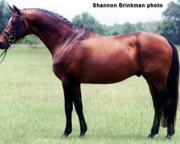 stallion Donaufuerst (Trakehner, 1984, from Mahagoni)