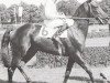 broodmare Alaria xx (Thoroughbred, 1976, from Kaiseradler xx)