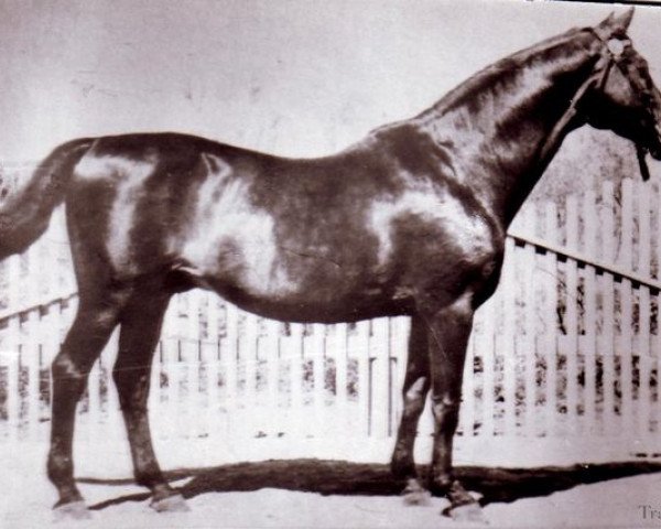 stallion Eifel ex Perkeo (Trakehner, 1939, from Pilger)