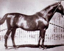 stallion Eifel ex Perkeo (Trakehner, 1939, from Pilger)