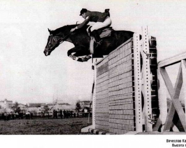 stallion Epigraf (Russian Trakehner, 1956, from Eifel ex Perkeo)