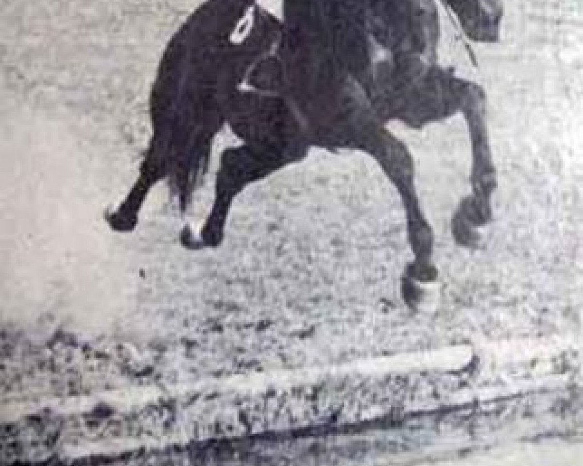 Deckhengst Wek 50 (Russisch Trakehner, 1976, von Epigraf)