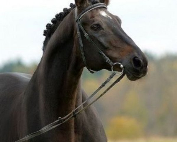 stallion Pawitsch 11 (Russian Trakehner, 1984, from Wek 50)