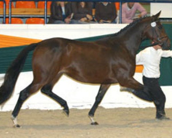 Zuchtstute Incars-Tochter (Trakehner, 2003, von King Arthur TSF)