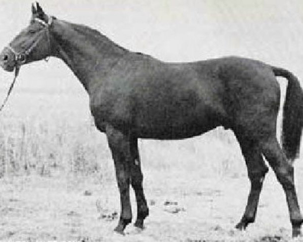 Deckhengst Cesar (Trakehner, 1966, von Ozean)