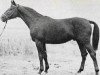 stallion Cesar (Trakehner, 1966, from Ozean)