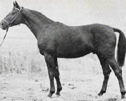 stallion Cesar (Trakehner, 1966, from Ozean)