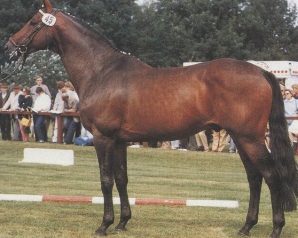 stallion Kant (Trakehner, 1974, from Pasteur xx)